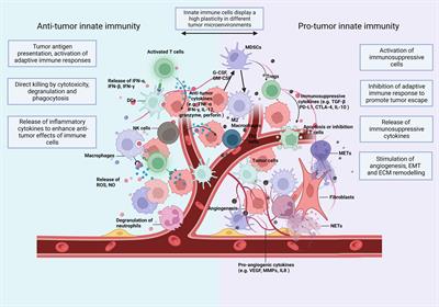 No NETs no TIME: Crosstalk between neutrophil extracellular traps and the tumor immune microenvironment